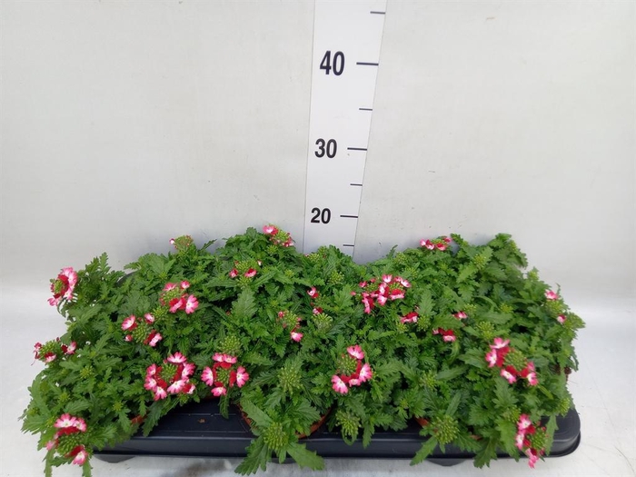 <h4>Verbena  'Magelana Pink Swirl'</h4>