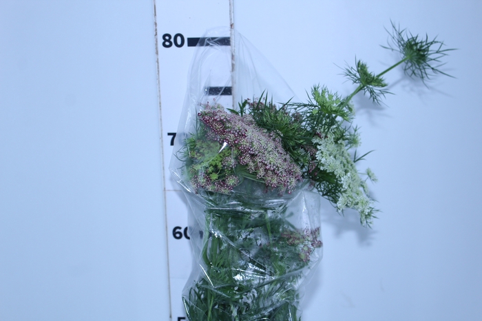AMMI MAJUS DARA 070 CM