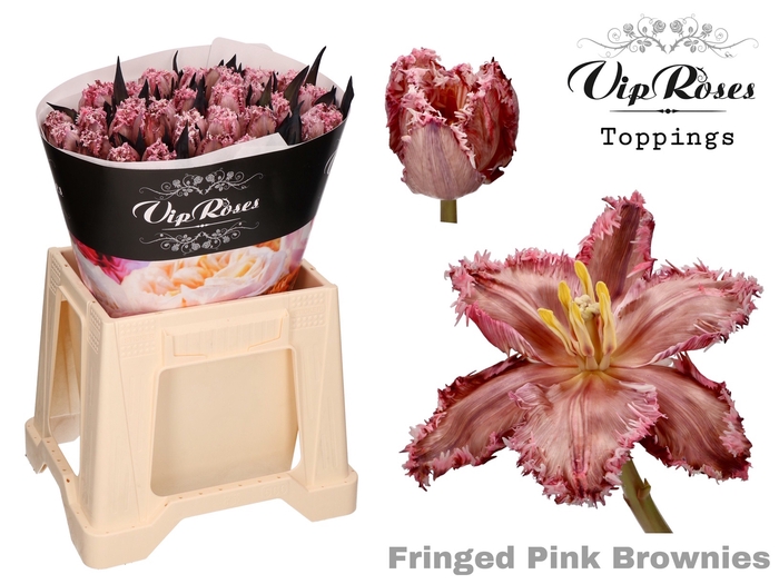 Tulipa fr paint pink brownies
