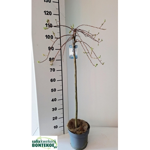 SALIX CAP KILMARNOCK