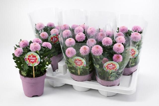 <h4>CHRYS FP PINK</h4>