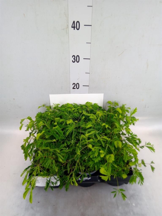 <h4>Mimosa pudica</h4>