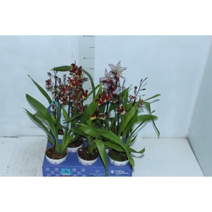 ORQUIDEA HAWAIIAN VARIADO P09 MIN 1