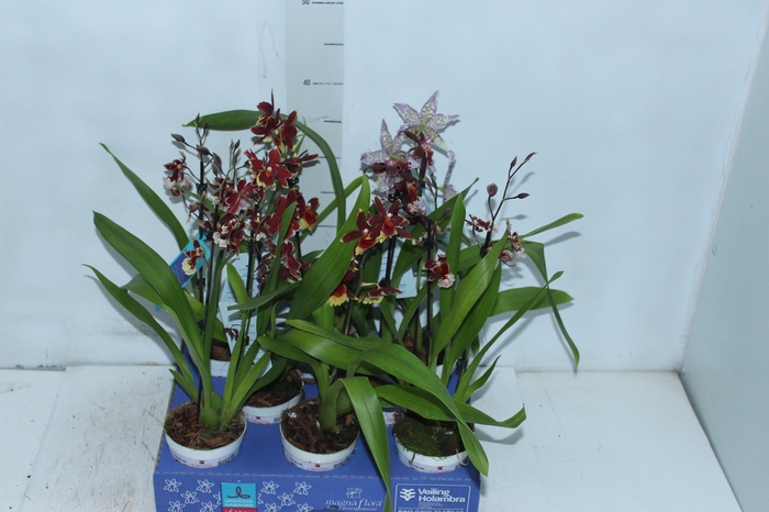 <h4>ORQUIDEA HAWAIIAN VARIADO P09 MIN 1</h4>