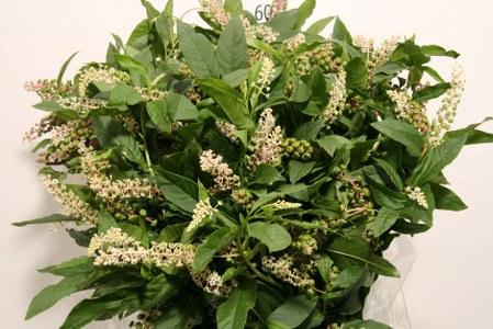 <h4>CARBOUZIJN BERRY P BUNCH</h4>