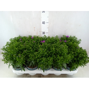 Aster n-b 'Starletta Pink'