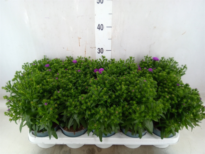 <h4>Aster n-b 'Starletta Pink'</h4>
