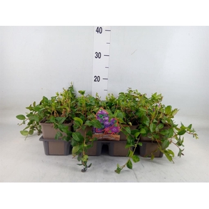 Vinca minor 'Atropurpurea'