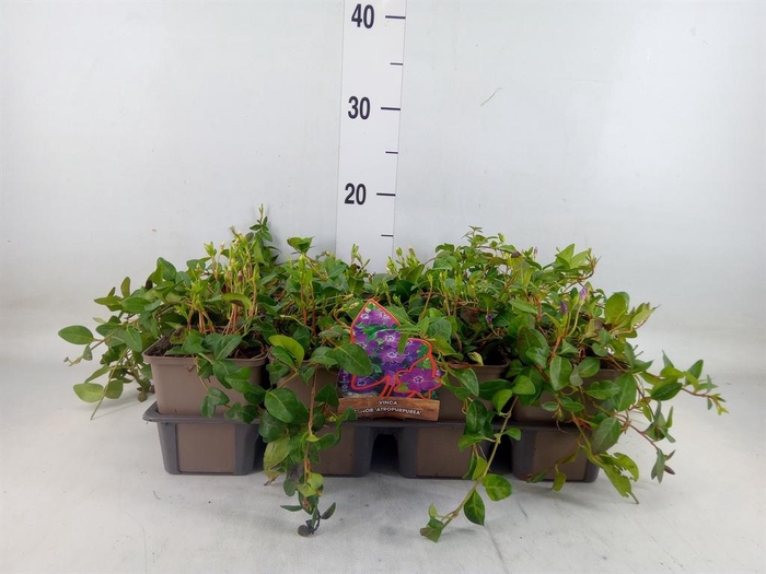 <h4>Vinca minor 'Atropurpurea'</h4>