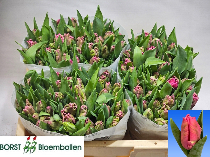 <h4>TU PA MARVEL PARROT</h4>