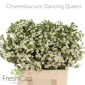 Chamelaucium Dancing Queen White