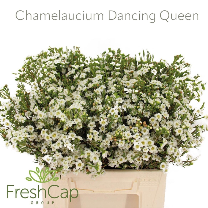 <h4>Chamelaucium Dancing Queen White</h4>