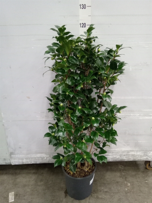 <h4>Camellia japonica</h4>