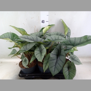 Alocasia  'Platinum'
