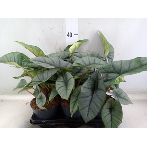 Alocasia  'Platinum'