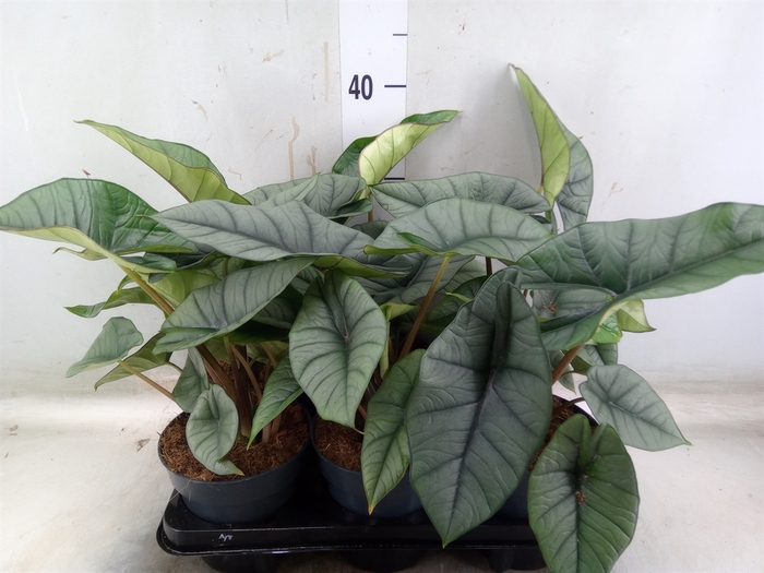 <h4>Alocasia  'Platinum'</h4>