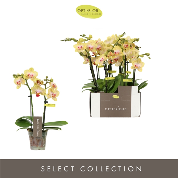 <h4>Phalaenopsis Multifloratypes overig geel</h4>