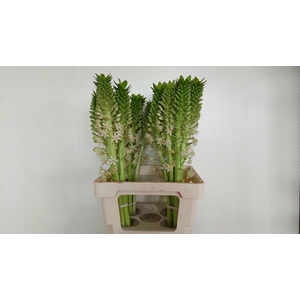 EUCOMIS OV
