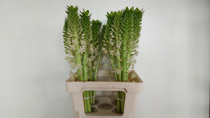 <h4>EUCOMIS OV</h4>