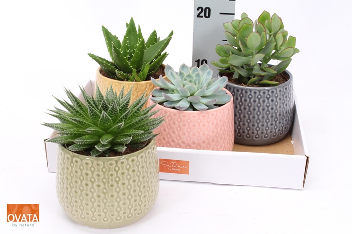 <h4>SUCC GEM 4 SRT</h4>