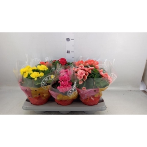 Begonia elat. DU   ...mix
