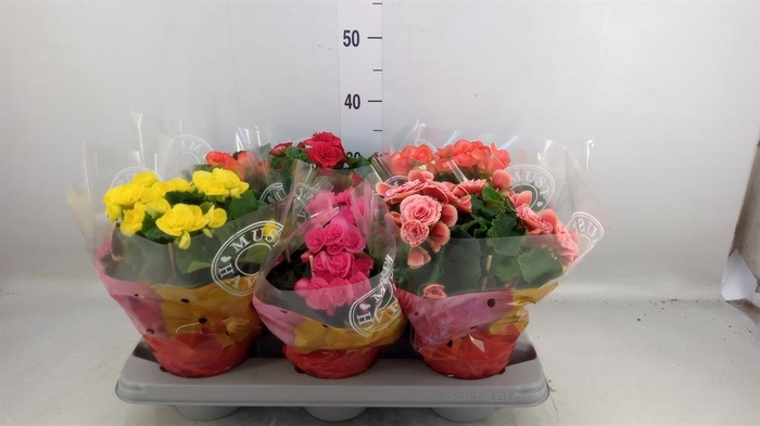 <h4>Begonia elat. DU   ...mix</h4>