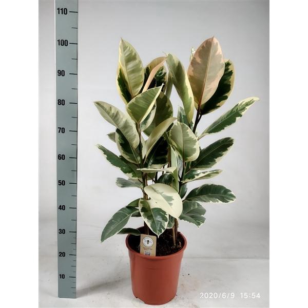 <h4>Ficus elastica tineke toef 105cm</h4>