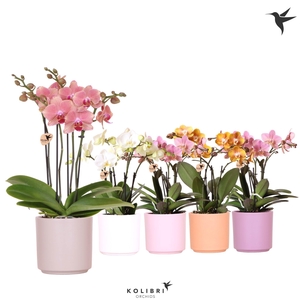 Kolibri Orchids Phalaenopsis Jewel mix 4 spike in Simplicity mix