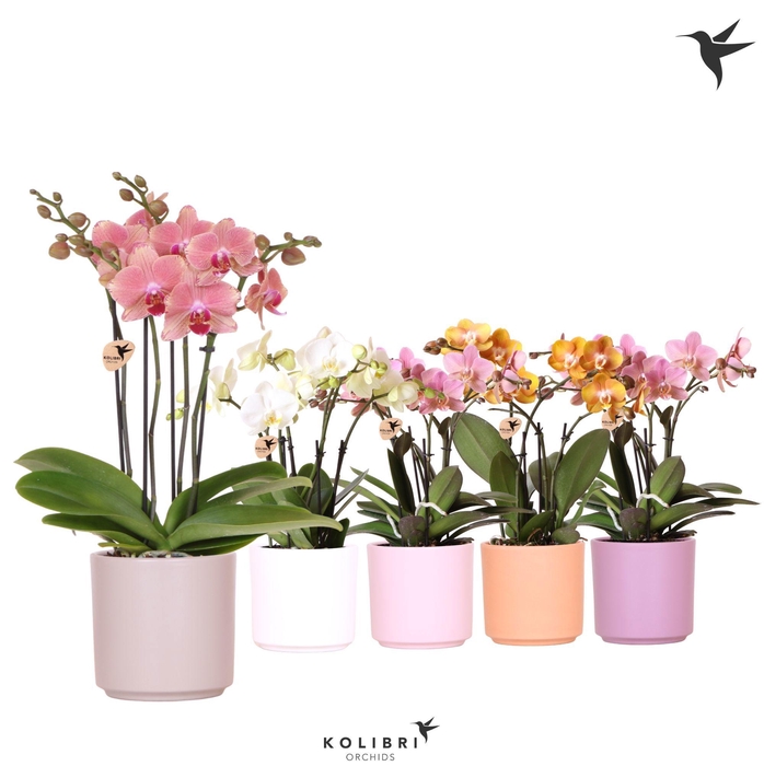 <h4>Kolibri Orchids Phalaenopsis Jewel mix 4 spike in Simplicity mix</h4>