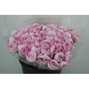 Ran Cloni Ex Lady Hanoi Pink