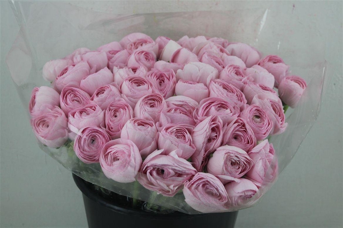 <h4>Ran Cloni Ex Lady Hanoi Pink</h4>