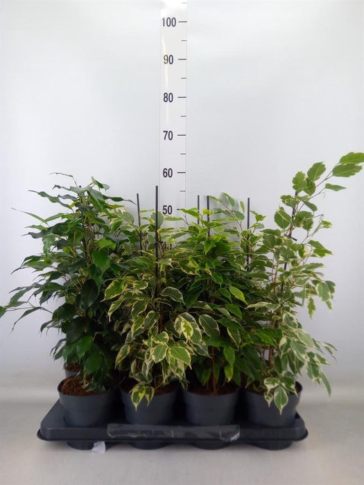 <h4>Ficus benja.   ...mix</h4>
