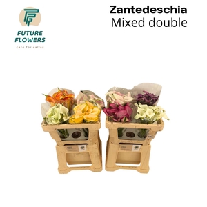 Zant Ov Gem Mix Calla Double