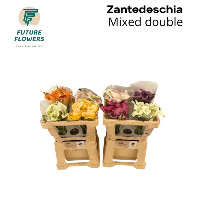 <h4>Zant Ov Gem Mix Calla Double</h4>