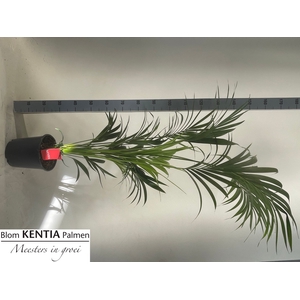 HOWEA FORSTERIANA