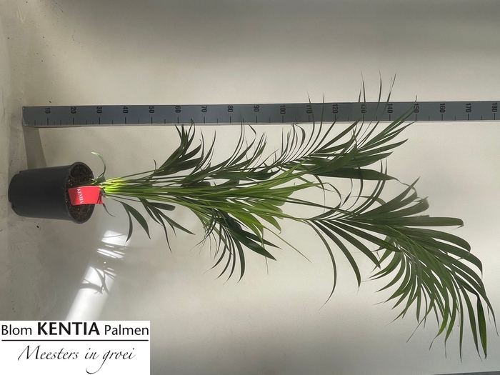 <h4>HOWEA FORSTERIANA</h4>
