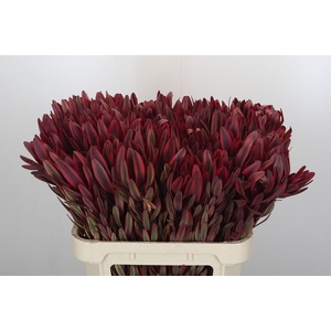 Leucadendron Jester