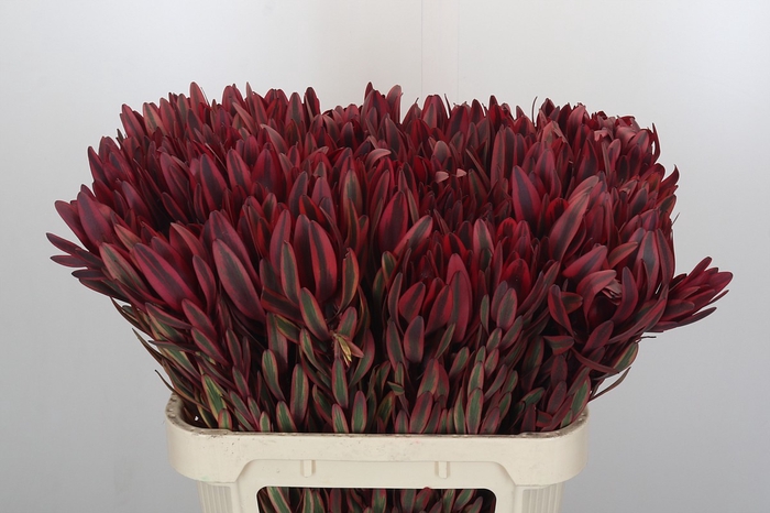 <h4>Leucadendron Jester</h4>
