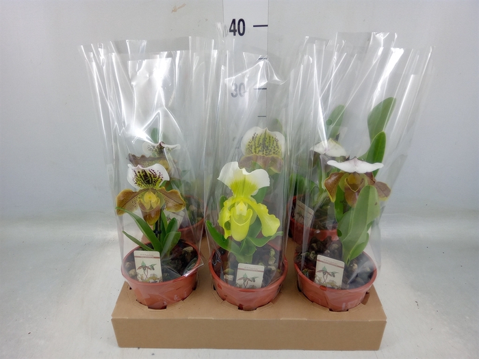 <h4>Paphiopedilum american hybride mix</h4>