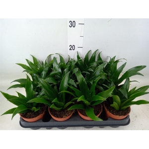 Dracaena frag. 'Compacta'