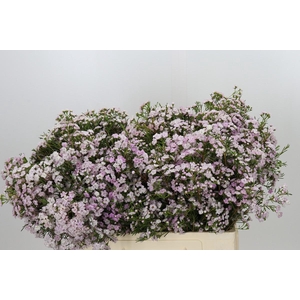 Chamelaucium Dancing Queen