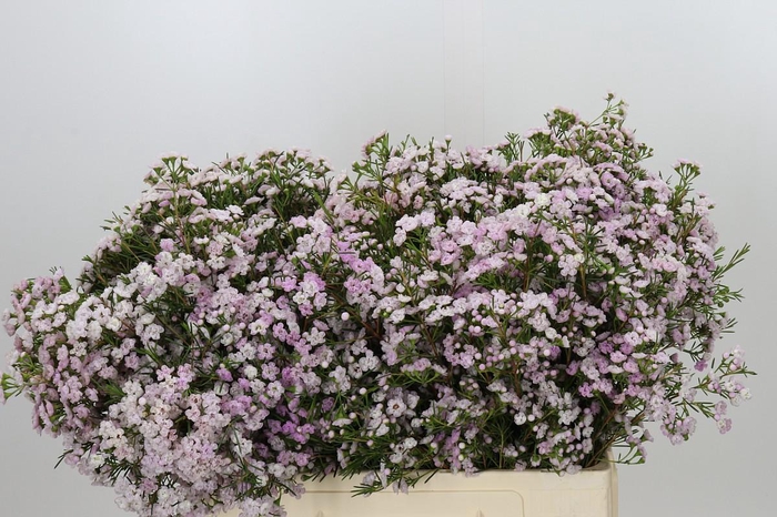 <h4>Chamelaucium Dancing Queen</h4>