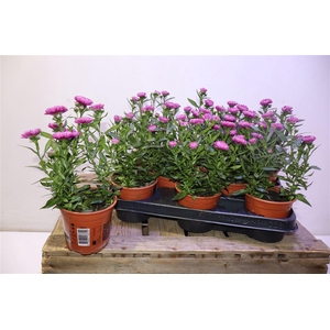 Aster Nb Ov Lila