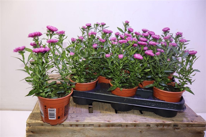 <h4>Aster Nb Ov Lila</h4>