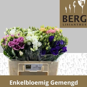 EUS E GEM IN FUST