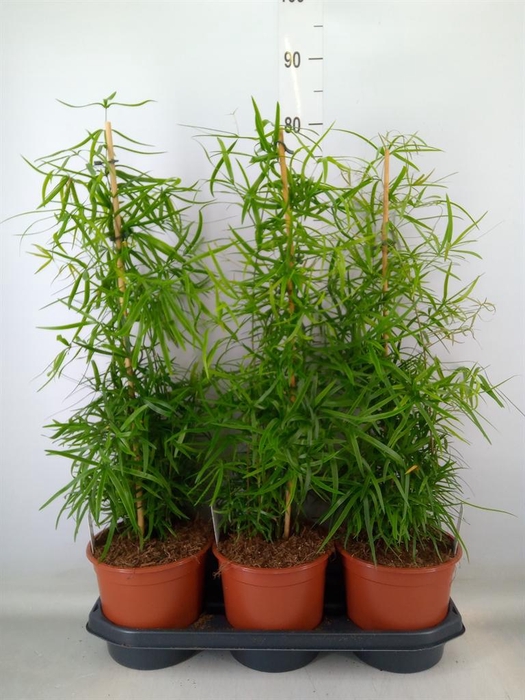 <h4>Asparagus falcatus</h4>