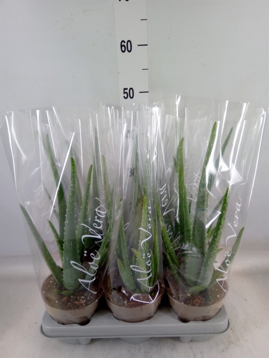 <h4>Aloe vera</h4>