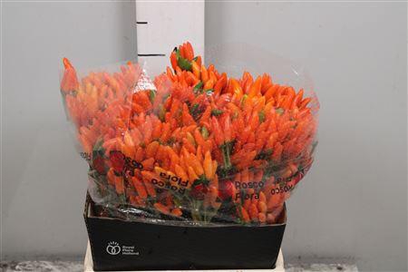 <h4>Cap Orange Fire</h4>