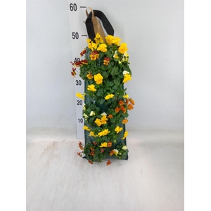 Viola corn. 'Evo Mini'   ...mix