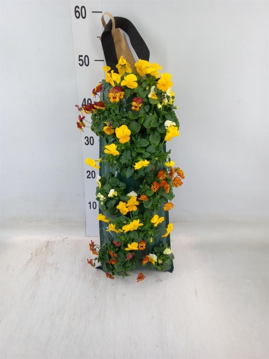 <h4>Viola corn. 'Evo Mini'   ...mix</h4>